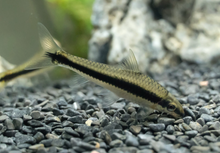 Siamese Alagae Eater