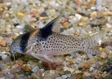 Schwartzi Corys XL