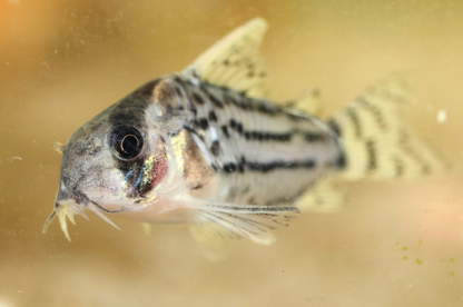 Schwartzi Corys XL