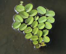 Salvinia Minima Portion