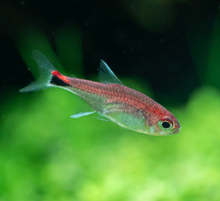 Ruby Tetra