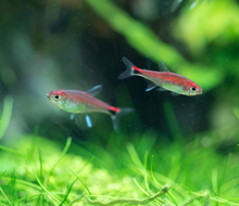 Ruby Tetra