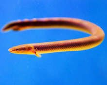 Ropefish 6-8"