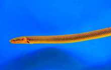 Ropefish 6-8"