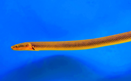 Ropefish 6-8"