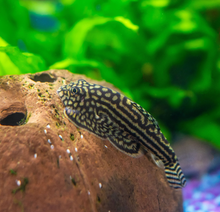 Reticulated Hillstream Loach