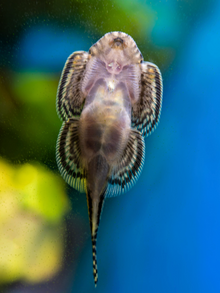 Reticulated Hillstream Loach