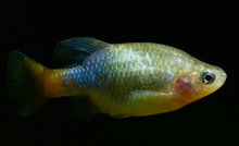 Redtail Goodeid Group- 3F 2M