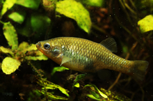 Redtail Goodeid Group- 3F 2M