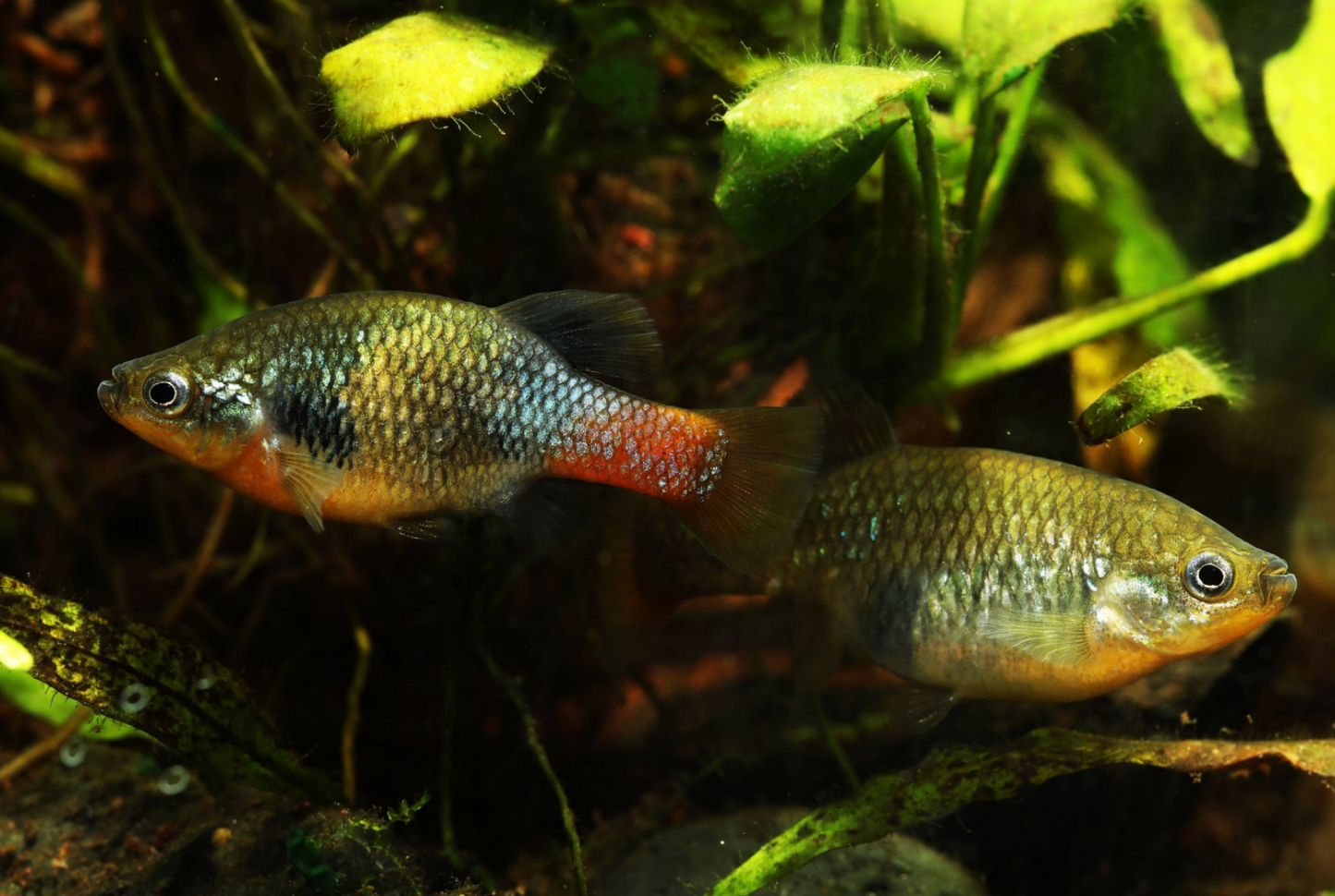 Redtail Goodeid Group- 3F 2M