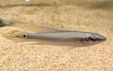Regani Dwarf Pike Cichlid 'Tapajos'- WILD M/L