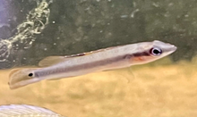 Regani Dwarf Pike Cichlid 'Tapajos'- WILD M/L