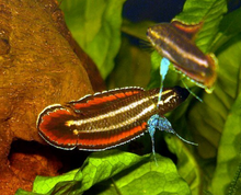 Red-Finned Licorice Gourami