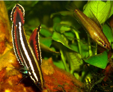 Red-Finned Licorice Gourami