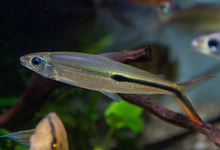 Red Tail Hemiodus