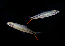 Red Tail Hemiodus