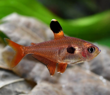 Red Phantom Tetra