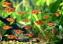 Red Phantom Tetra