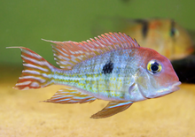 Red Head Tapajos Geophagus-3-4"