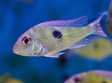 Red Head Tapajos Geophagus-3-4"