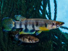 Red Chinned Panchax Killifish