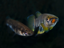 Red Chinned Panchax Killifish