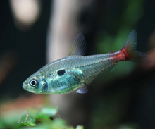 Red Base Tetra
