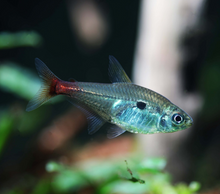 Red Base Tetra