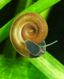 Ramshorn Snail