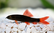 Rainbow Shark-2-2.5"