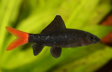 Rainbow Shark-2-2.5"