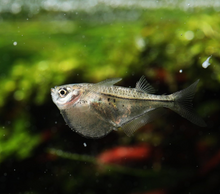 Pygmy Hatchet- Group of 3