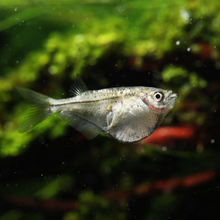 Pygmy Hatchet- Group of 3