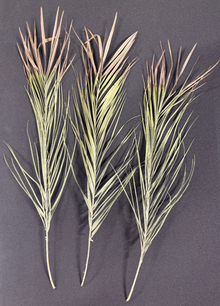 Pygmy Date Palm Fronds