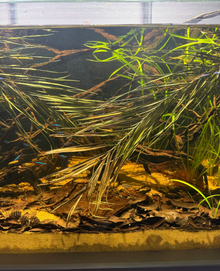 Pygmy Date Palm Fronds