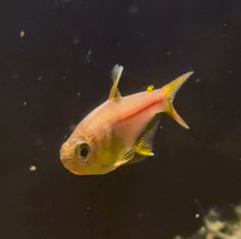 Pink Lemon Tetra