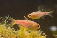 Pink Lemon Tetra