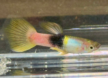 Pingu Guppy- Male