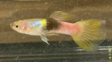Pingu Guppy- Male