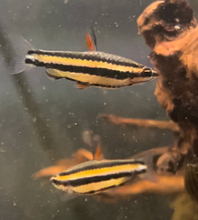 Peruvian Dwarf Pencilfish