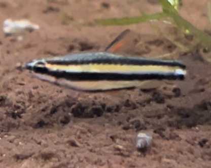 Peruvian Dwarf Pencilfish