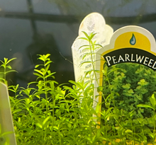 Pearlweed-Pot