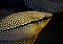 Pearl Gourami