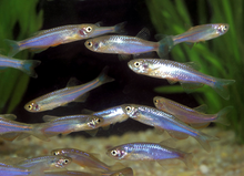 Pearl Danio