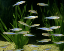 Pearl Danio