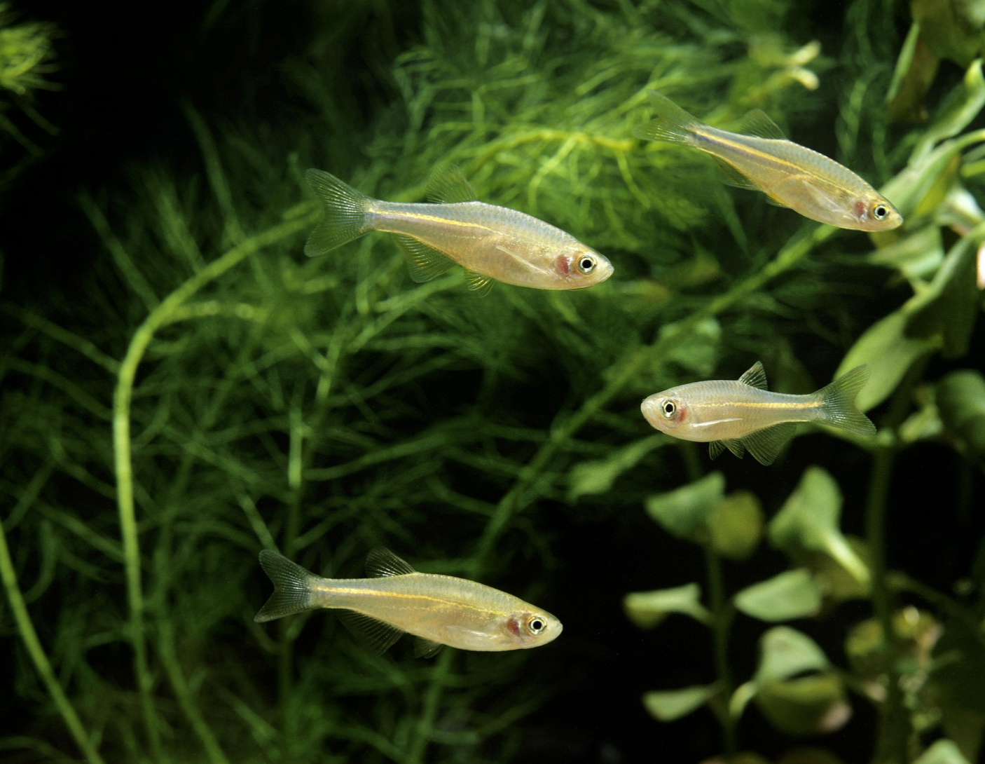 Pearl Danio