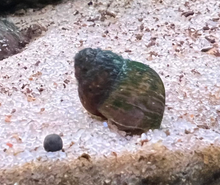 Papua Blueberry Snail