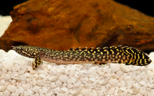 Ornate Bichir-S