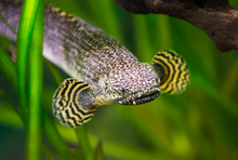 Ornate Bichir-S