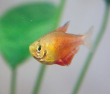 Orange Von Rio Tetra